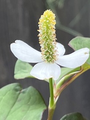 Houttuynia cordata