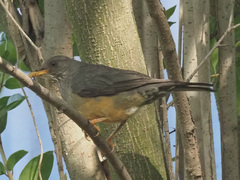 Turdus olivaceus olivaceus
