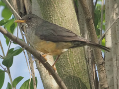 Turdus olivaceus olivaceus