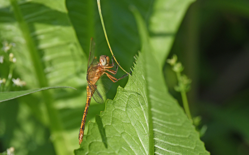 Keeled Skimmer