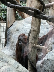 Pongo