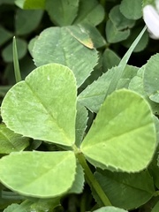 Trifolium repens