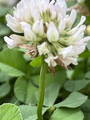 Trifolium repens