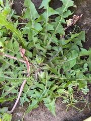 Taraxacum officinale