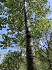 Populus davidiana