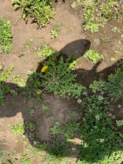 Taraxacum officinale