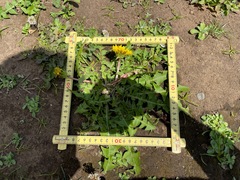 Taraxacum officinale