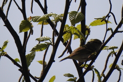 Phylloscopus emeiensis
