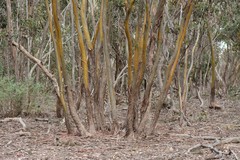Eucalyptus behriana