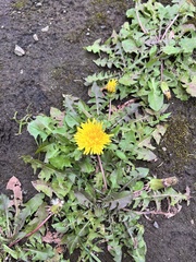 Taraxacum officinale