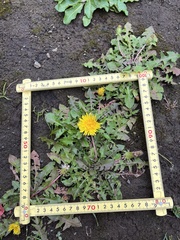 Taraxacum officinale