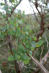 Eucalyptus baueriana thalassina