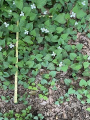 Houttuynia cordata