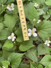 Houttuynia cordata
