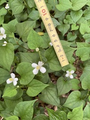 Houttuynia cordata