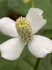 Houttuynia cordata