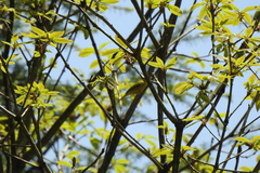 Phylloscopus ricketti