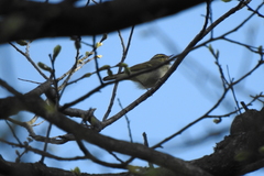 Phylloscopus magnirostris