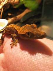 Correlophus