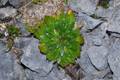 Pachycladon latisiliquum