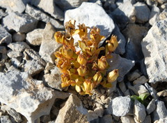 Gentianella luteoalba