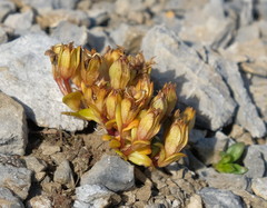 Gentianella luteoalba