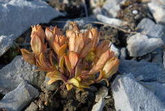 Gentianella luteoalba