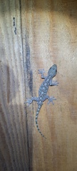 Gekko guishanicus