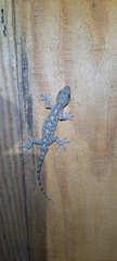 Gekko guishanicus