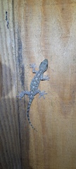 Gekko guishanicus