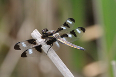 Libellula pulchella
