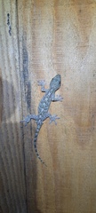 Gekko guishanicus