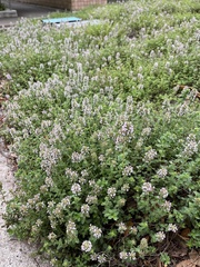 Thymus pulegioides