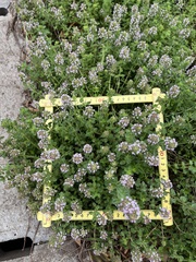 Thymus pulegioides