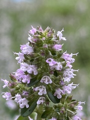 Thymus pulegioides