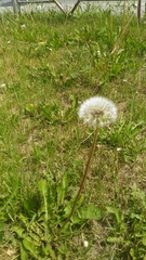 Taraxacum officinale