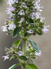 Thymus pulegioides