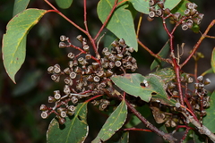 Eucalyptus behriana