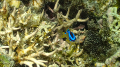 Chrysiptera leucopoma