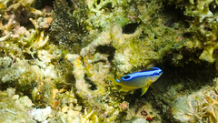 Chrysiptera leucopoma