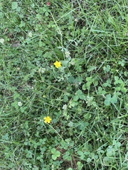 Ranunculus hispidus