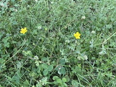Ranunculus hispidus