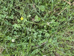 Ranunculus hispidus