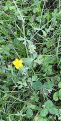 Ranunculus hispidus
