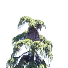 Myiopsitta monachus