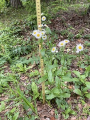 Erigeron philadelphicus