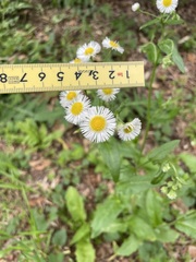 Erigeron philadelphicus