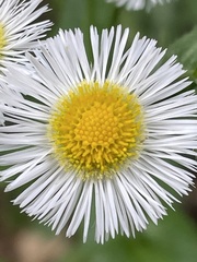 Erigeron philadelphicus