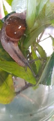 Fastosarion griseolus