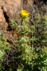 Berkheya spinosissima namaensis
